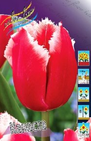 Тюльпан Канаста (Tulipa Canasta), 10шт, Color Line