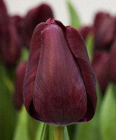Тюльпан Карпаччо (Tulipa Carpaccio), 10шт, Color Line