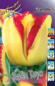 Тюльпан Кейп Таун (Tulipa Cape Town), 10шт, Color Line