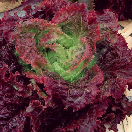 Семена Салат листовой Скоморох, 10г, Гавриш, Фермерское подворье