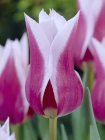 Тюльпан Клавдия (Tulipa Claudia), 10шт, Color Line
