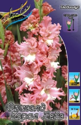 Гладиолус Фриззлд Корал Лейз (Frizzled Coral Lace), 10шт, Color Line