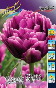 Тюльпан Колор Бёрст (Tulipa Color Burst), 10шт, Color Line