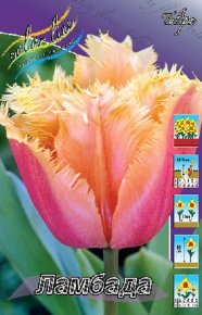 Тюльпан Ламбада (Tulipa Lambada), 10шт, Color Line