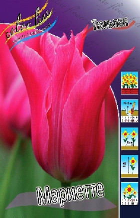 Тюльпан Мариетте (Tulipa Mariette), 10шт, Color Line